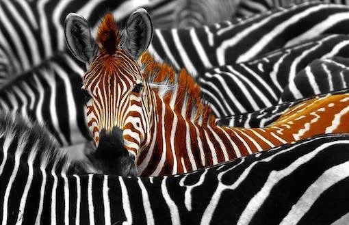 A brown and white zebra standing out from the herd.